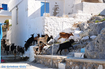 Pserimos Griekenland | Foto 33 - Foto van https://www.grieksegids.nl/fotos/eilandpserimos/pserimos/normaal/pserimos-grieksegids-001033.jpg