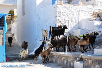 Pserimos Griekenland | Foto 34 - Foto van https://www.grieksegids.nl/fotos/eilandpserimos/pserimos/normaal/pserimos-grieksegids-001034.jpg