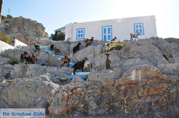 Pserimos Griekenland | Foto 38 - Foto van https://www.grieksegids.nl/fotos/eilandpserimos/pserimos/normaal/pserimos-grieksegids-001038.jpg