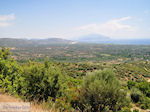 Olijfgaarden aan de vlakte bij Pythagorion en Heraion (Ireon) - Eiland Samos - Foto van De Griekse Gids