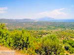 Olijfgaarden aan de vlakte bij Pythagorion en Heraion (Ireon) - Eiland Samos - Foto van De Griekse Gids