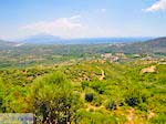 Olijfbomen aan de vlakte bij Pythagorion en Heraion (Ireon) - Eiland Samos - Foto van De Griekse Gids