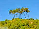 De groenrijke natuur op Samos - Eiland Samos - Foto van De Griekse Gids