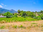 Druivengaarden langs de weg van Marathokampos naar Karlovassi - Eiland Samos - Foto van De Griekse Gids