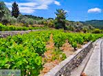 Wijngaarden langs de weg van Marathokampos naar Karlovassi - Eiland Samos - Foto van De Griekse Gids