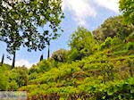 Wijngaarden op de route Agios Konstandinos - Manolates - Eiland Samos - Foto van De Griekse Gids