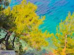 Bomen tot aan de zee bij Kokkari (Strand Tsamadou) - Eiland Samos - Foto van De Griekse Gids