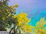 Bomen tot aan het water bij Kokkari (Strand Tsamadou) - Eiland Samos - Foto van De Griekse Gids