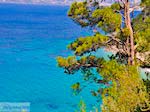 Bomen totaan het strand van Kokkari (Tsamadou) - Eiland Samos - Foto van De Griekse Gids