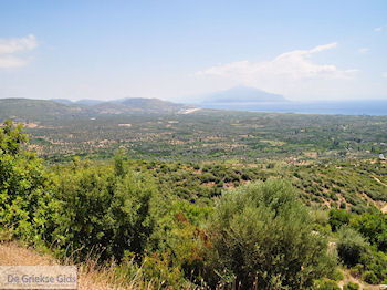 Olijfgaarden aan de vlakte bij Pythagorion en Heraion (Ireon) - Eiland Samos - Foto van https://www.grieksegids.nl/fotos/eilandsamos/350pixels/eiland-samos-foto-044.jpg