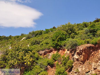 Groene struiken ergen op centraal Samos - Eiland Samos - Foto van https://www.grieksegids.nl/fotos/eilandsamos/350pixels/eiland-samos-foto-046.jpg