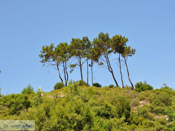 De groenrijke natuur op Samos - Eiland Samos - Foto van https://www.grieksegids.nl/fotos/eilandsamos/350pixels/eiland-samos-foto-048.jpg