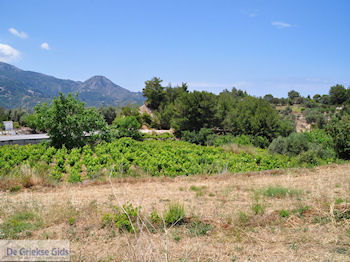 Druivengaarden langs de weg van Marathokampos naar Karlovassi - Eiland Samos - Foto van https://www.grieksegids.nl/fotos/eilandsamos/350pixels/eiland-samos-foto-072.jpg