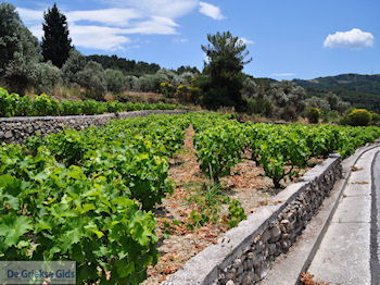 Wijngaarden langs de weg van Marathokampos naar Karlovassi - Eiland Samos - Foto van https://www.grieksegids.nl/fotos/eilandsamos/350pixels/eiland-samos-foto-073.jpg