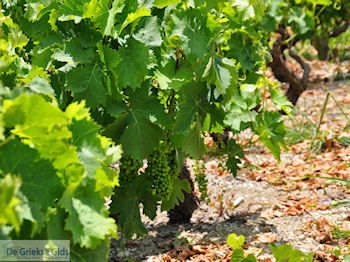Druiven langs de weg van Marathokampos naar Karlovassi - Eiland Samos - Foto van https://www.grieksegids.nl/fotos/eilandsamos/350pixels/eiland-samos-foto-074.jpg