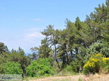 De natuur op de heuvels rond Karlovassi - Eiland Samos - Foto van https://www.grieksegids.nl/fotos/eilandsamos/350pixels/eiland-samos-foto-075.jpg