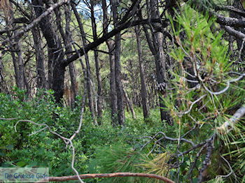 Het bosrijke gebied bij Agios Konstandinos (vallei der nachtegalen) - Eiland Samos - Foto van https://www.grieksegids.nl/fotos/eilandsamos/350pixels/eiland-samos-foto-089.jpg