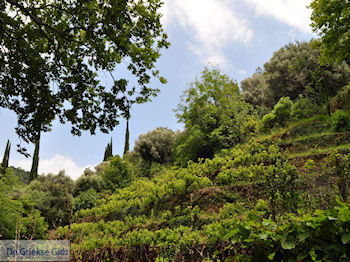 Wijngaarden op de route Agios Konstandinos - Manolates - Eiland Samos - Foto van https://www.grieksegids.nl/fotos/eilandsamos/350pixels/eiland-samos-foto-098.jpg