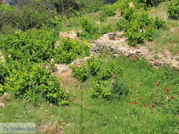 Papavers en wijngaarden in Manolates - Eiland Samos - Foto van https://www.grieksegids.nl/fotos/eilandsamos/350pixels/eiland-samos-foto-105.jpg