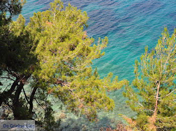Bomen tot aan de zee bij Kokkari (Strand Tsamadou) - Eiland Samos - Foto van https://www.grieksegids.nl/fotos/eilandsamos/350pixels/eiland-samos-foto-116.jpg