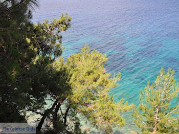 Bomen tot aan het water bij Kokkari (Strand Tsamadou) - Eiland Samos - Foto van https://www.grieksegids.nl/fotos/eilandsamos/350pixels/eiland-samos-foto-117.jpg