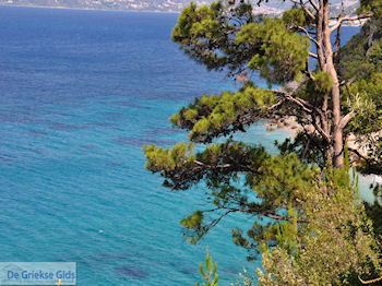 Bomen totaan het strand van Kokkari (Tsamadou) - Eiland Samos - Foto van https://www.grieksegids.nl/fotos/eilandsamos/350pixels/eiland-samos-foto-118.jpg