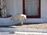 Fira Santorini (Thira) - Foto 44 - Foto van De Griekse Gids