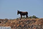 Ezeltje Oia | Cycladen Griekenland 1 - Foto van De Griekse Gids