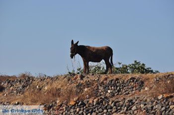 Ezeltje Oia | Cycladen Griekenland 1 - Foto van https://www.grieksegids.nl/fotos/eilandsantorini/mid/santorini-grieksegids-178.jpg