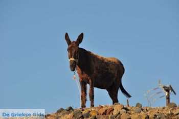 Ezeltje Oia | Cycladen Griekenland 2 - Foto van https://www.grieksegids.nl/fotos/eilandsantorini/mid/santorini-grieksegids-179.jpg