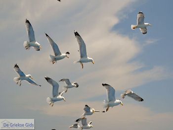 Van Keramoti (bij Kavala) naar Thassos | Griekenland | Foto 11 - Foto van https://www.grieksegids.nl/fotos/eilandthassos/thassos-griekenland/350px/thassos-011.jpg