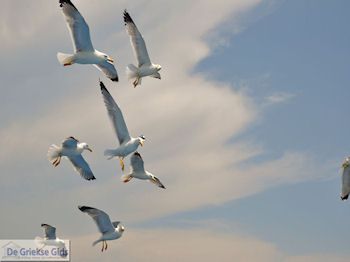 Van Keramoti (bij Kavala) naar Thassos | Griekenland | Foto 12 - Foto van https://www.grieksegids.nl/fotos/eilandthassos/thassos-griekenland/350px/thassos-012.jpg