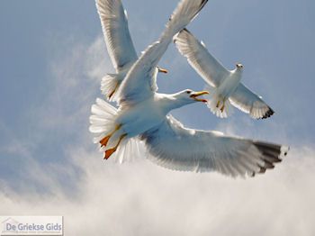 Van Keramoti (bij Kavala) naar Thassos | Griekenland | Foto 13 - Foto van https://www.grieksegids.nl/fotos/eilandthassos/thassos-griekenland/350px/thassos-013.jpg