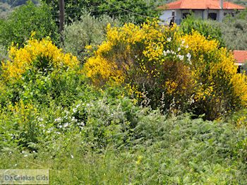 Paradise Beach - Kinira | Thassos | Foto 3 - Foto van https://www.grieksegids.nl/fotos/eilandthassos/thassos-griekenland/350px/thassos-131.jpg