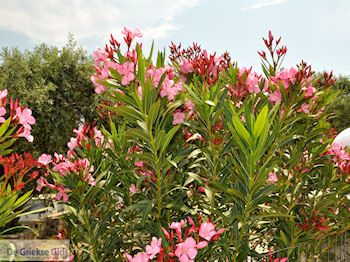 Alyki Thassos | Griekenland | Foto 29 - Foto van https://www.grieksegids.nl/fotos/eilandthassos/thassos-griekenland/350px/thassos-176.jpg