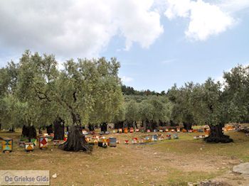 Van Skala Maries naar Maries | Thassos | Foto 1 - Foto van https://www.grieksegids.nl/fotos/eilandthassos/thassos-griekenland/350px/thassos-192.jpg