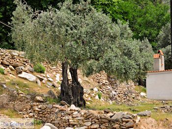 Van Skala Maries naar Maries | Thassos | Foto 7 - Foto van https://www.grieksegids.nl/fotos/eilandthassos/thassos-griekenland/350px/thassos-198.jpg