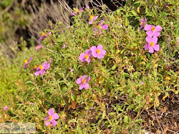 Van Potos naar Skala Maries | Thassos | Foto 12 - Foto van https://www.grieksegids.nl/fotos/eilandthassos/thassos-griekenland/350px/thassos-334.jpg