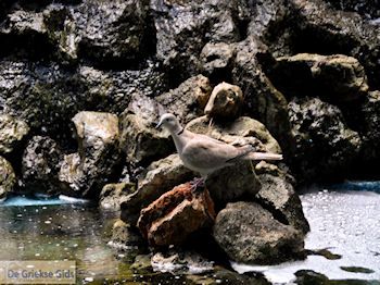 Prinos en Skala Prinos | Thassos | Foto 12 - Foto van https://www.grieksegids.nl/fotos/eilandthassos/thassos-griekenland/350px/thassos-384.jpg