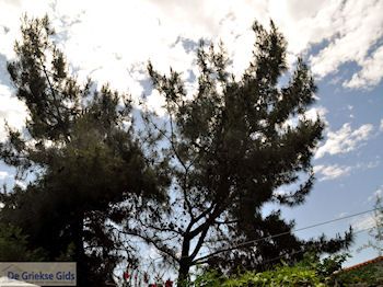 Prinos en Skala Prinos | Thassos | Foto 13 - Foto van https://www.grieksegids.nl/fotos/eilandthassos/thassos-griekenland/350px/thassos-385.jpg