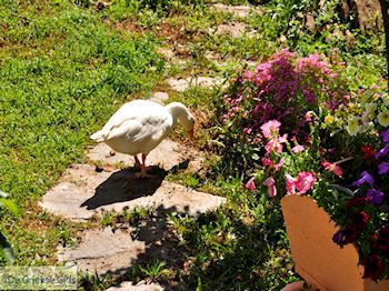 Panagia | Thassos | Foto 16 - Foto van https://www.grieksegids.nl/fotos/eilandthassos/thassos-griekenland/350px/thassos-475.jpg