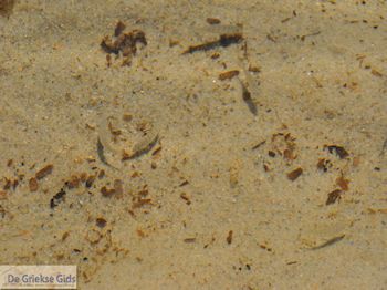 Golden Beach - Skala Panagia - Chrissi Ammoudia | Thassos | Foto 13 - Foto van https://www.grieksegids.nl/fotos/eilandthassos/thassos-griekenland/350px/thassos-488.jpg