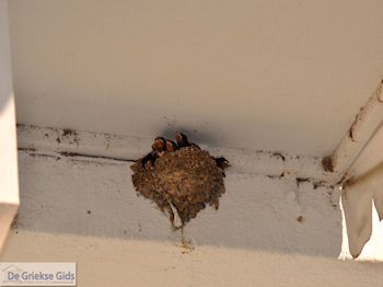 Thassos stad (Limenas) | Thassos | Foto 18 - Foto van https://www.grieksegids.nl/fotos/eilandthassos/thassos-griekenland/350px/thassos-502.jpg