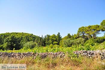Agios Leon Zakynthos | Griekenland nr5 - Foto van https://www.grieksegids.nl/fotos/eilandzakynthos/zakynthos/350px/fotos-zakynthos-064.jpg
