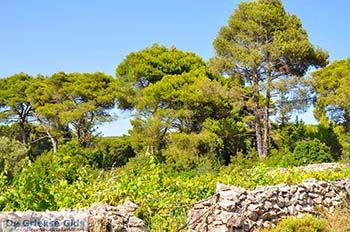 Agios Leon Zakynthos | Griekenland nr6 - Foto van https://www.grieksegids.nl/fotos/eilandzakynthos/zakynthos/350px/fotos-zakynthos-065.jpg