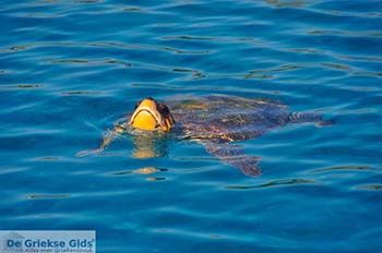 Caretta Caretta Laganas Baai | Griekenland nr 10 - Foto van https://www.grieksegids.nl/fotos/eilandzakynthos/zakynthos/350px/fotos-zakynthos-116.jpg