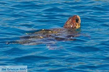 Caretta Caretta Laganas Baai | Griekenland nr 13 - Foto van https://www.grieksegids.nl/fotos/eilandzakynthos/zakynthos/350px/fotos-zakynthos-119.jpg