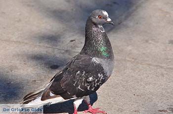 Zakynthos stad | Griekenland nr 10 - Foto van https://www.grieksegids.nl/fotos/eilandzakynthos/zakynthos/350px/fotos-zakynthos-286.jpg