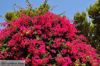 Keri Zakynthos | Griekenland nr 10 - Foto van https://www.grieksegids.nl/fotos/eilandzakynthos/zakynthos/350px/fotos-zakynthos-515.jpg