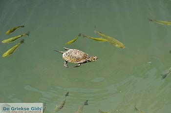 Limni Keri Zakynthos | Griekenland nr 12 - Foto van https://www.grieksegids.nl/fotos/eilandzakynthos/zakynthos/350px/fotos-zakynthos-530.jpg